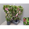 arr8 Aristol Macrophylla