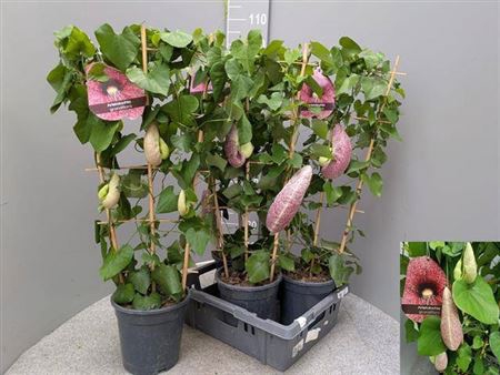 arr8 Aristol Macrophylla