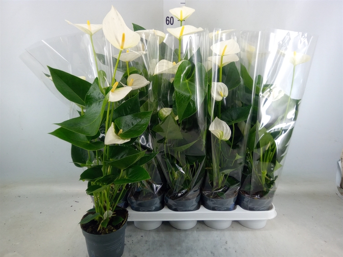 <h4>Anthurium  'Karma White'</h4>