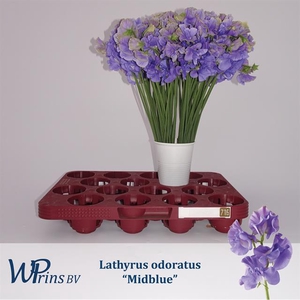 LATHYR WI EL MIDBLUE
