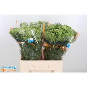 AMMI VISNAGA