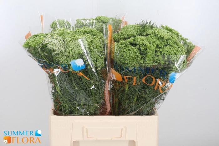 <h4>AMMI VISNAGA</h4>