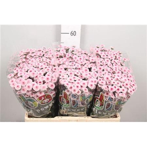 Chr S Mad Tyolo Bico