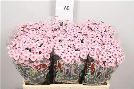 Chr S Mad Tyolo Bico