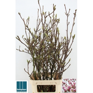 MAGNOLIA GRANDIFLORA