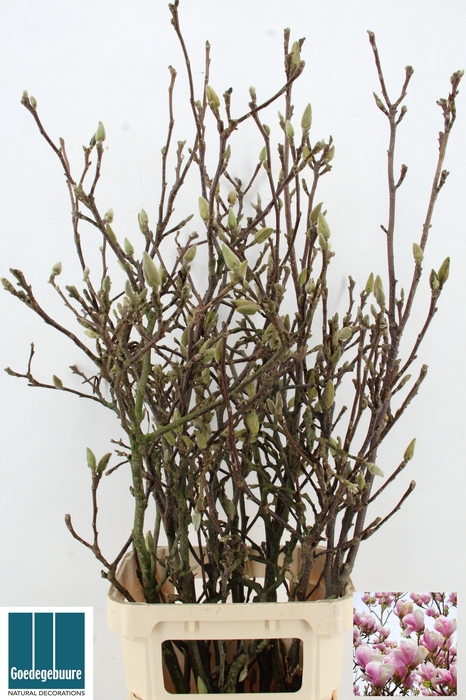 <h4>MAGNOLIA GRANDIFLORA</h4>