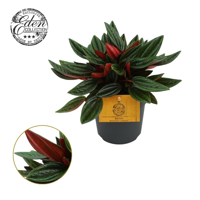 <h4>Peperomia Rosso 10,5cm (geen MPS)</h4>
