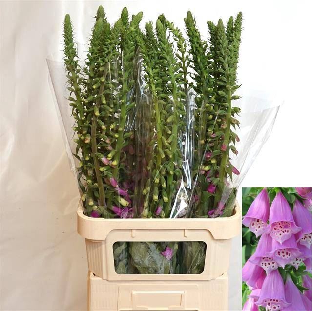 <h4>DIGITALIS PURPUREA</h4>