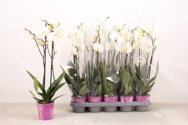 <h4>PHAL OV WIT</h4>