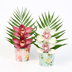 CYMB VERPAKT P BLOEM 6017