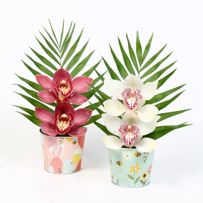 <h4>CYMB VERPAKT P BLOEM 6017</h4>