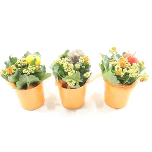 1072 RIJPE !!! POT KALANCHOE