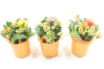 <h4>1072 RIJPE !!! POT KALANCHOE</h4>