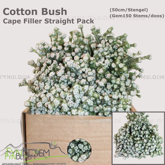 <h4>KAAPS GROEN</h4>