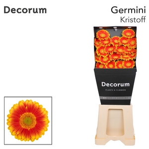 Germini Kristoff Diamond per kaart