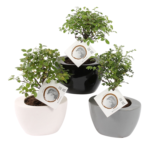 <h4>Bonsai Mixed in ø14cm Folded pot colormix</h4>