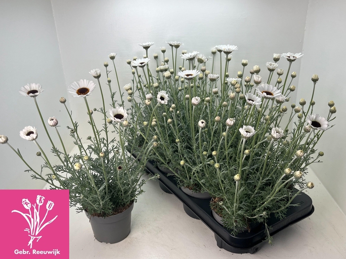 <h4>RHODAN CASABLANCA</h4>