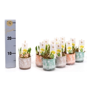 ARR N TETE A TETE H%