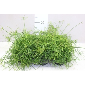 Rhipsalis Cassutha