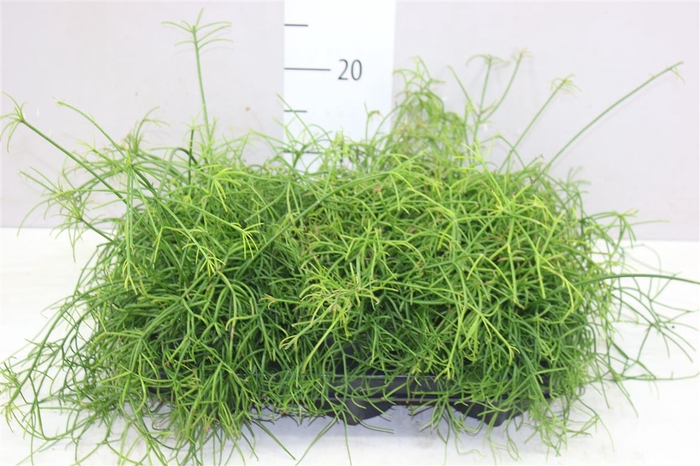 <h4>Rhipsalis Cassutha</h4>