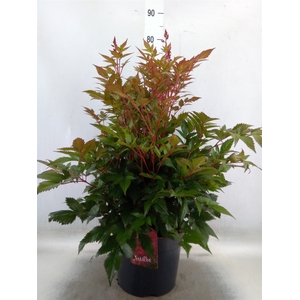 Astilbe japonica 'Montgomery'