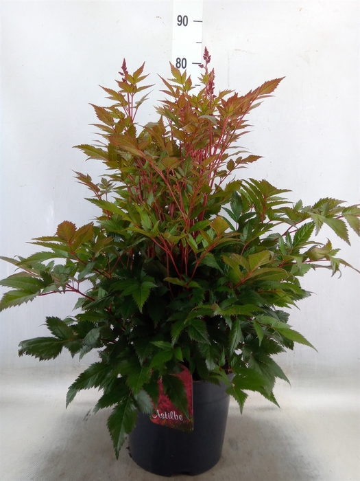 <h4>Astilbe japonica 'Montgomery'</h4>