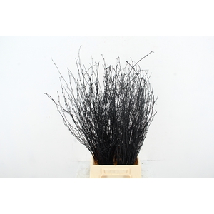 Betula Bs Paint Black