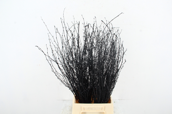 <h4>Betula Bs Paint Black FST</h4>
