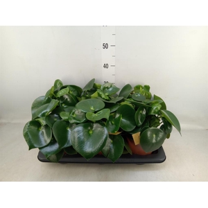 Peperomia polybotrya 'Raindrop'