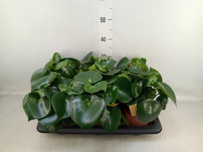 <h4>Peperomia polybotrya 'Raindrop'</h4>