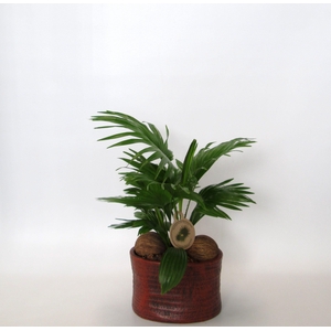 Livistona rotundifolia in Ruby pot