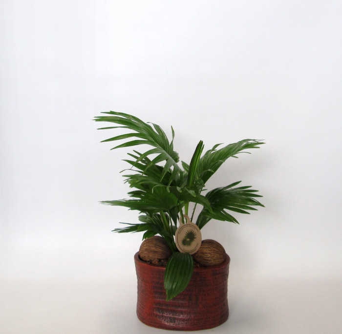 <h4>Livistona rotundifolia in Ruby pot</h4>