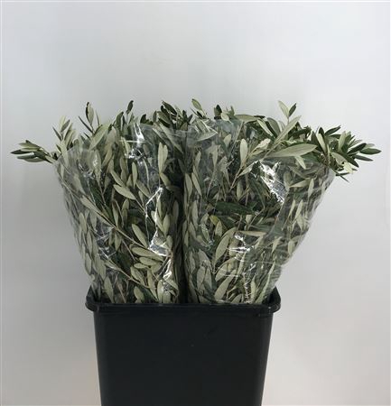 <h4>Olea Europaea 50cm 200gr</h4>