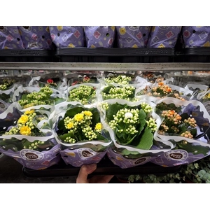 Kalanchoe gevuld gemengd 5klr.
