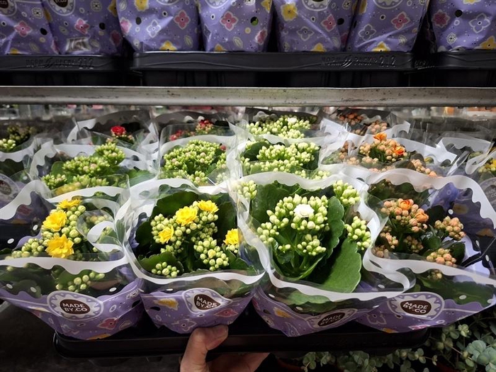 <h4>Kalanchoe gevuld gemengd 5klr.</h4>