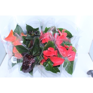 ANTHURIUM VARIADO P15