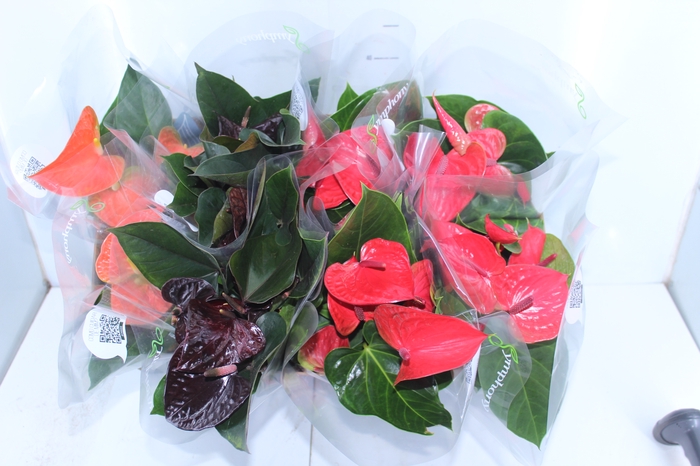 ANTHURIUM VARIADO P15