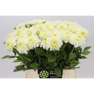 Dahlia Snow Cap