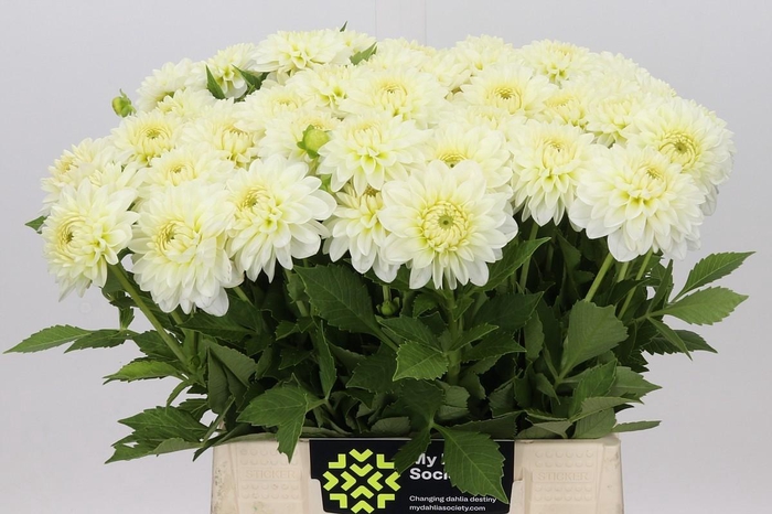 <h4>Dahlia Snow Cap</h4>
