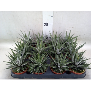 Haworthia fasciala 'Big Band'