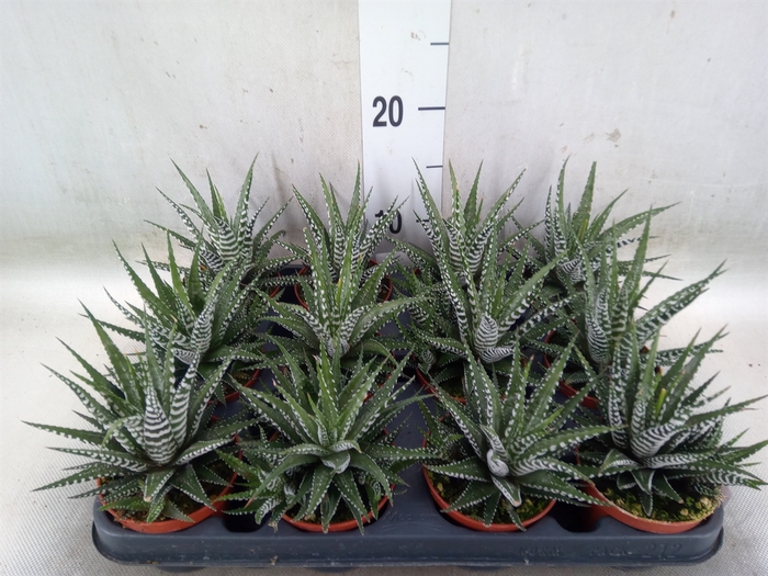 <h4>Haworthia fasciala 'Big Band'</h4>