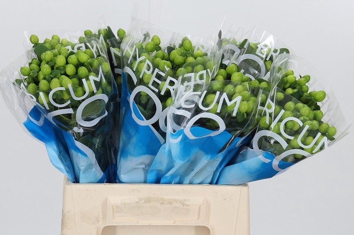 <h4>Hyp Coco Bamboo</h4>