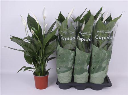 <h4>Spath Bingo Cupido 5+</h4>