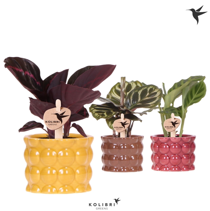 <h4>Kolibri Greens Calathea mix in Cotton pot yellow mix</h4>