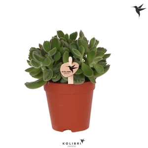 Kolibri Greens Succulenten Cotyledon Green Footprint