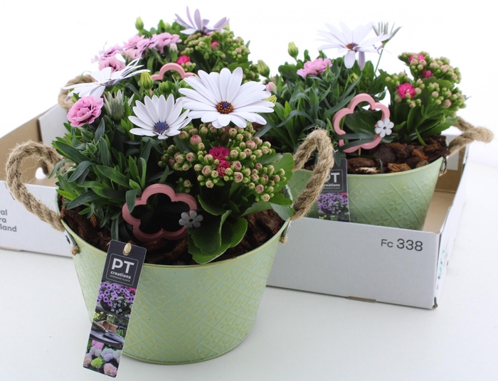 <h4>ARR TUINPLANTEN</h4>