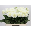 Dahlia Boom Boom White