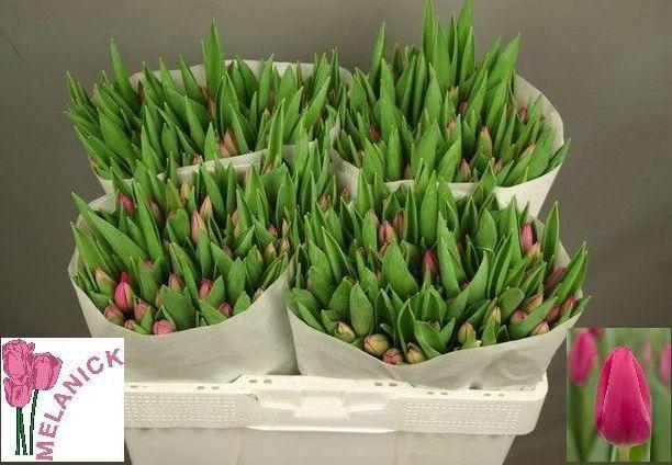 <h4>TU EN PINK ARDOUR</h4>