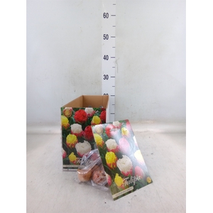 Tulipa   ...flowerbulbs