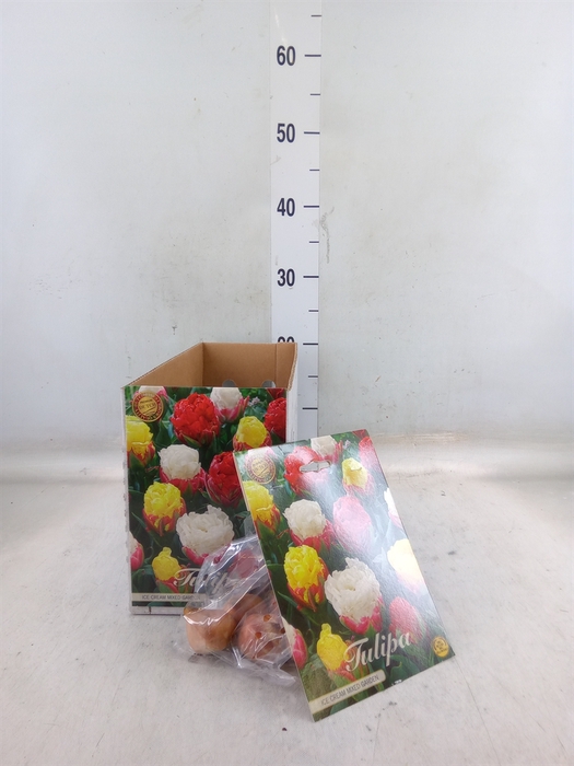 <h4>Tulipa   ...flowerbulbs</h4>